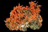 Bright Orange Crocoite Crystal Cluster - Tasmania #171692-1